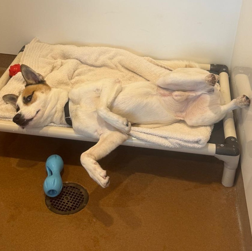 Enlarge Whiskey, a ADOPTABLE mixed breed in Chicago, IL image 2/5