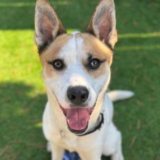 Whiskey, ADOPTABLE, Young Male Mixed Breed.