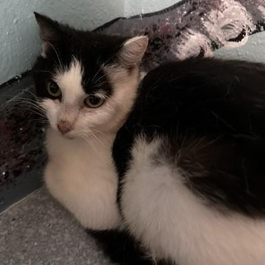 Dulce - Friendly but Feisty, a ADOPTABLE Tuxedo in Hoquiam, WA image 3/4