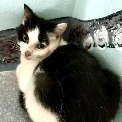 Dulce - Friendly but Feisty, a ADOPTABLE Tuxedo in Hoquiam, WA image 2/4