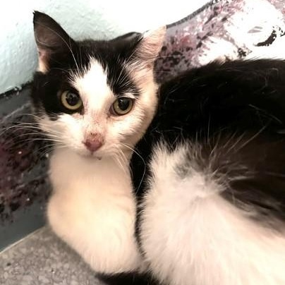 Dulce - Friendly but Feisty, ADOPTABLE, Adult Female Tuxedo.