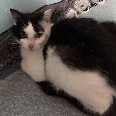 Dulce - Friendly but Feisty, a ADOPTABLE Tuxedo in Hoquiam, WA image 4/4