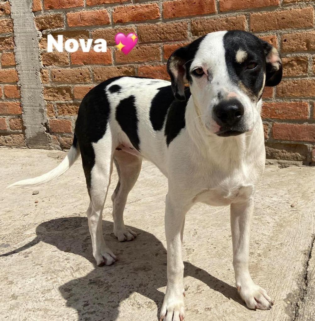 Nova