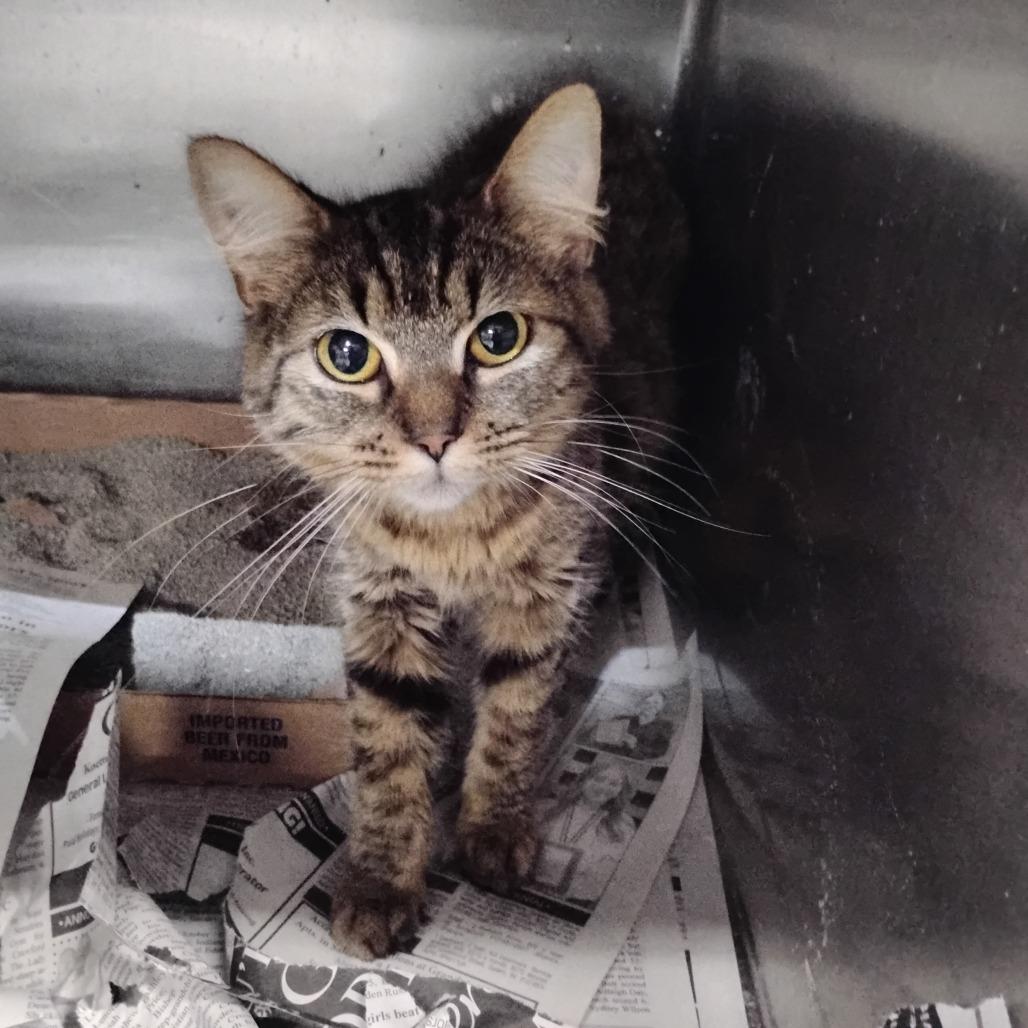 Sissy, Adoptable, Young Female Domestic Medium Hair.
