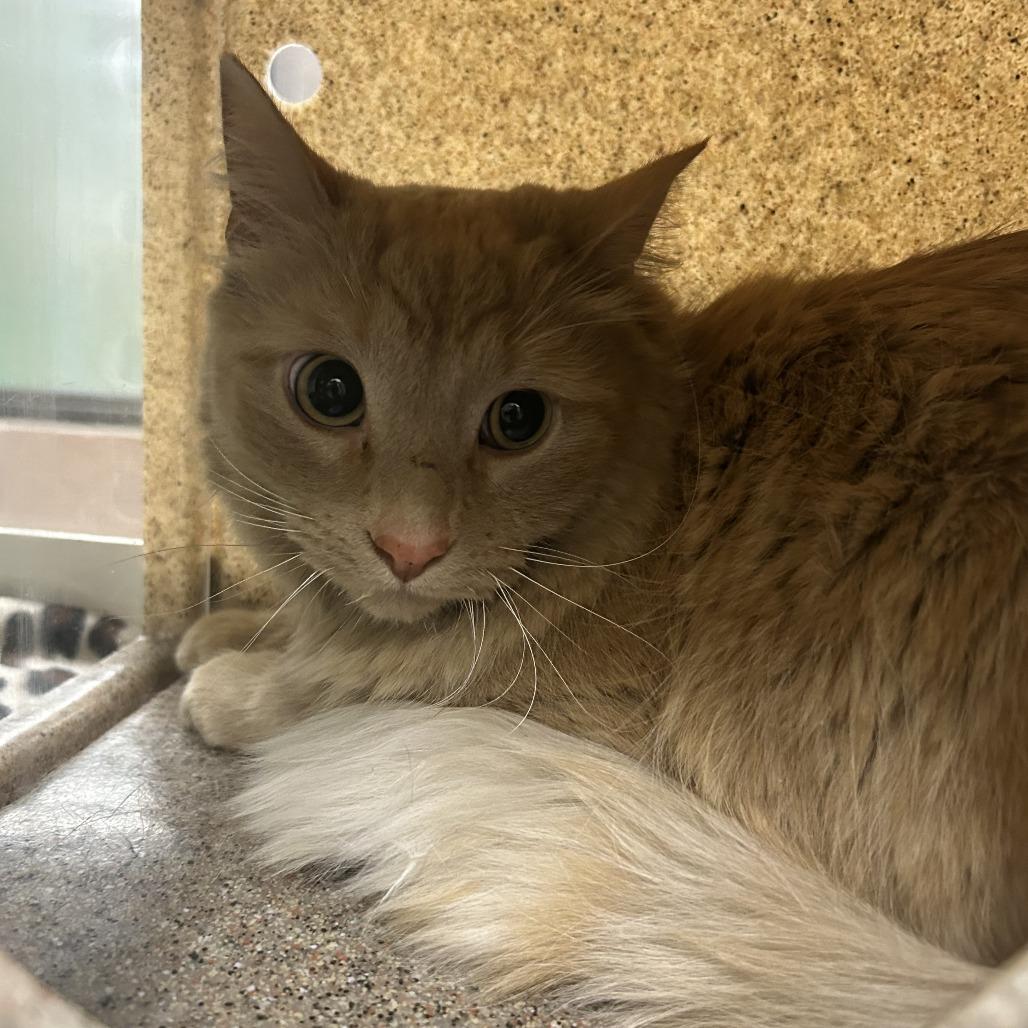 Pioneer, Adoptable, Adult Male Domestic Long Hair.