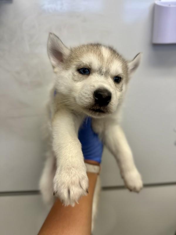 Enlarge Giovanny, a Adoptable mixed breed in Victorville, CA image 1/2