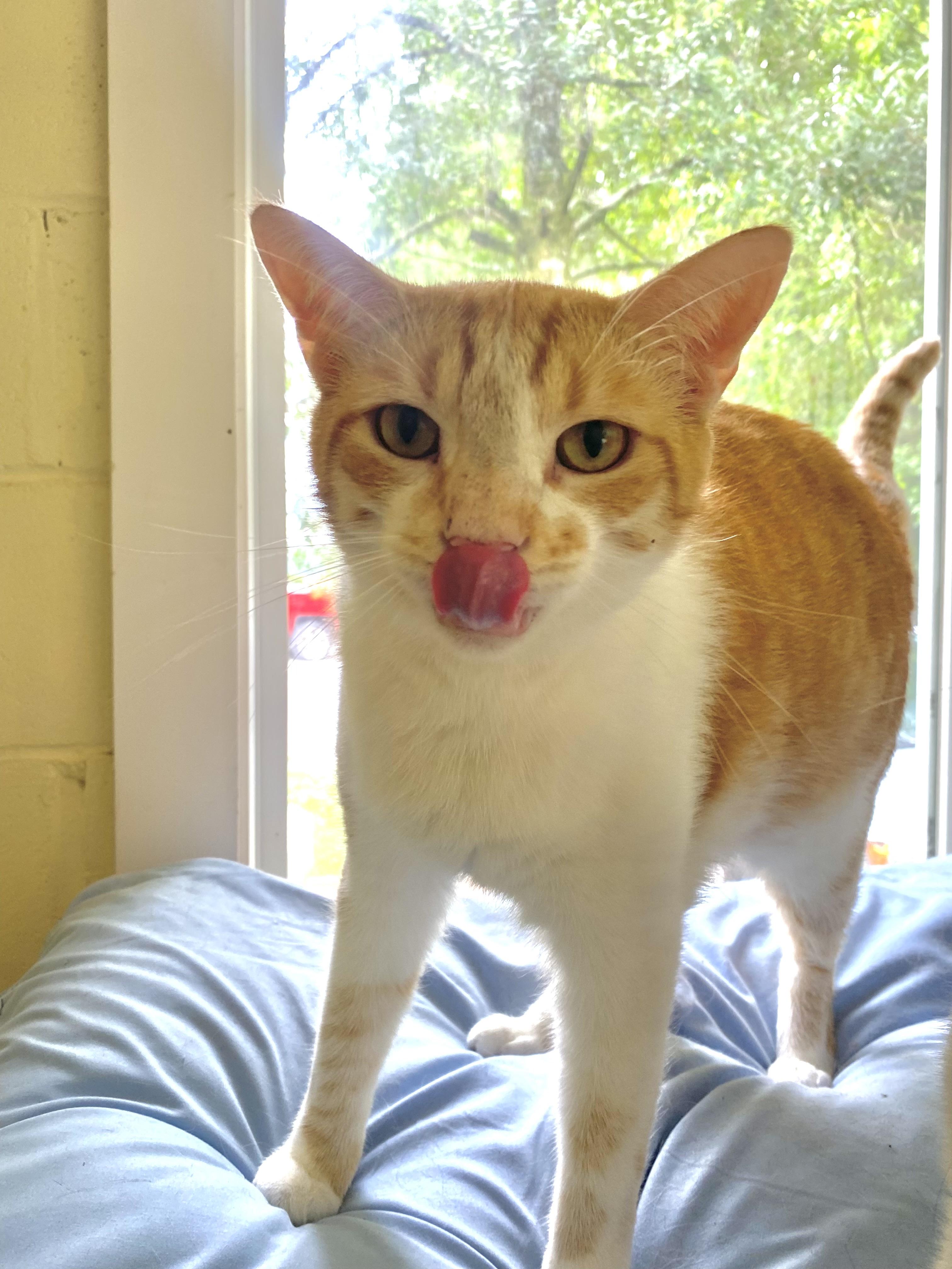 Simba , a Adoptable Domestic Short Hair in Burgaw, NC image 2/6