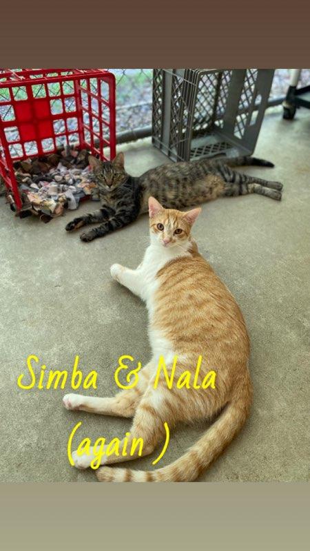 Simba & Nala, Adoptable, Young Male Domestic Short Hair.