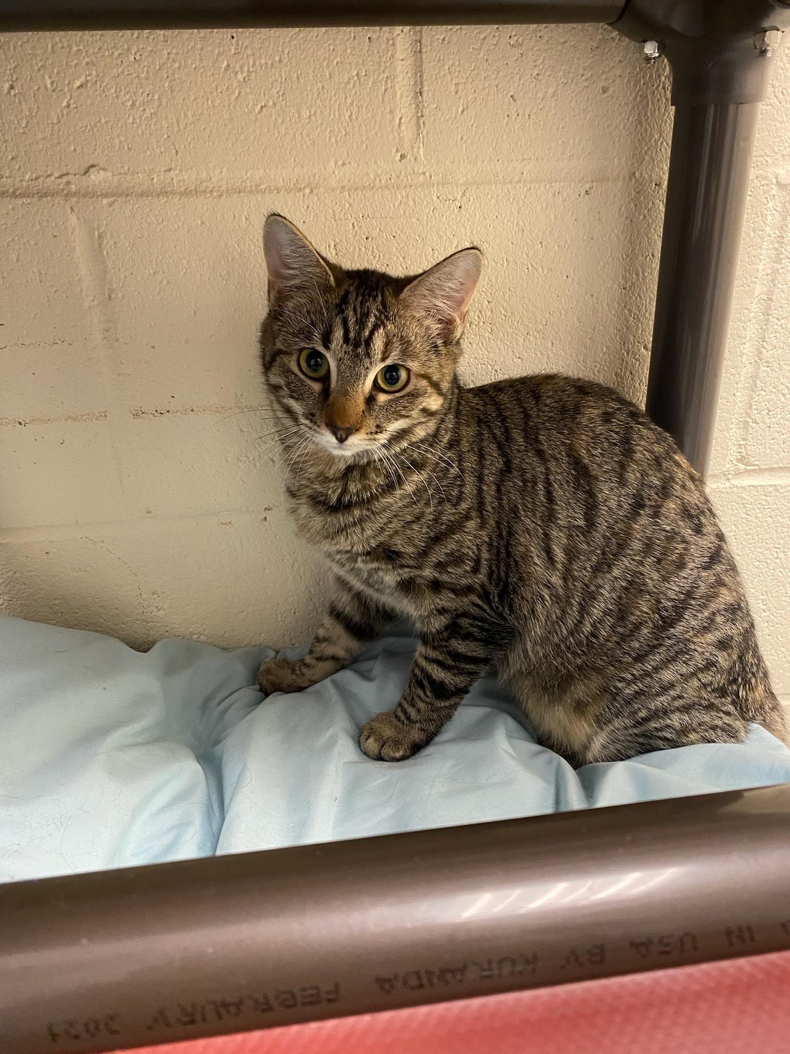 Simba & Nala, a Adoptable Domestic Short Hair in Burgaw, NC image 6/6