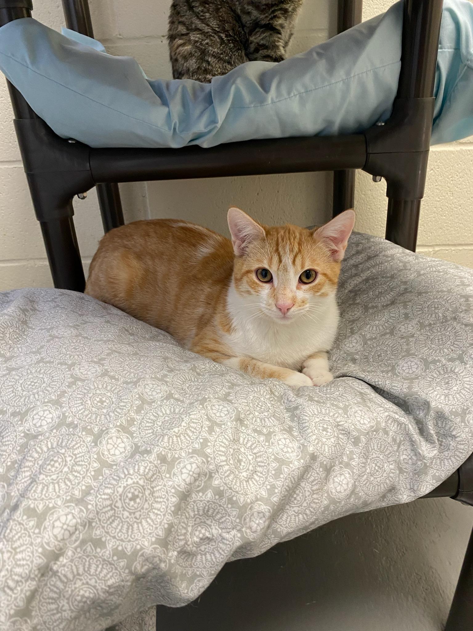 Simba , Adoptable, Young Male Domestic Short Hair.