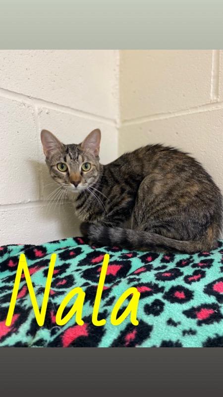 Simba & Nala, a Adoptable Domestic Short Hair in Burgaw, NC image 4/6