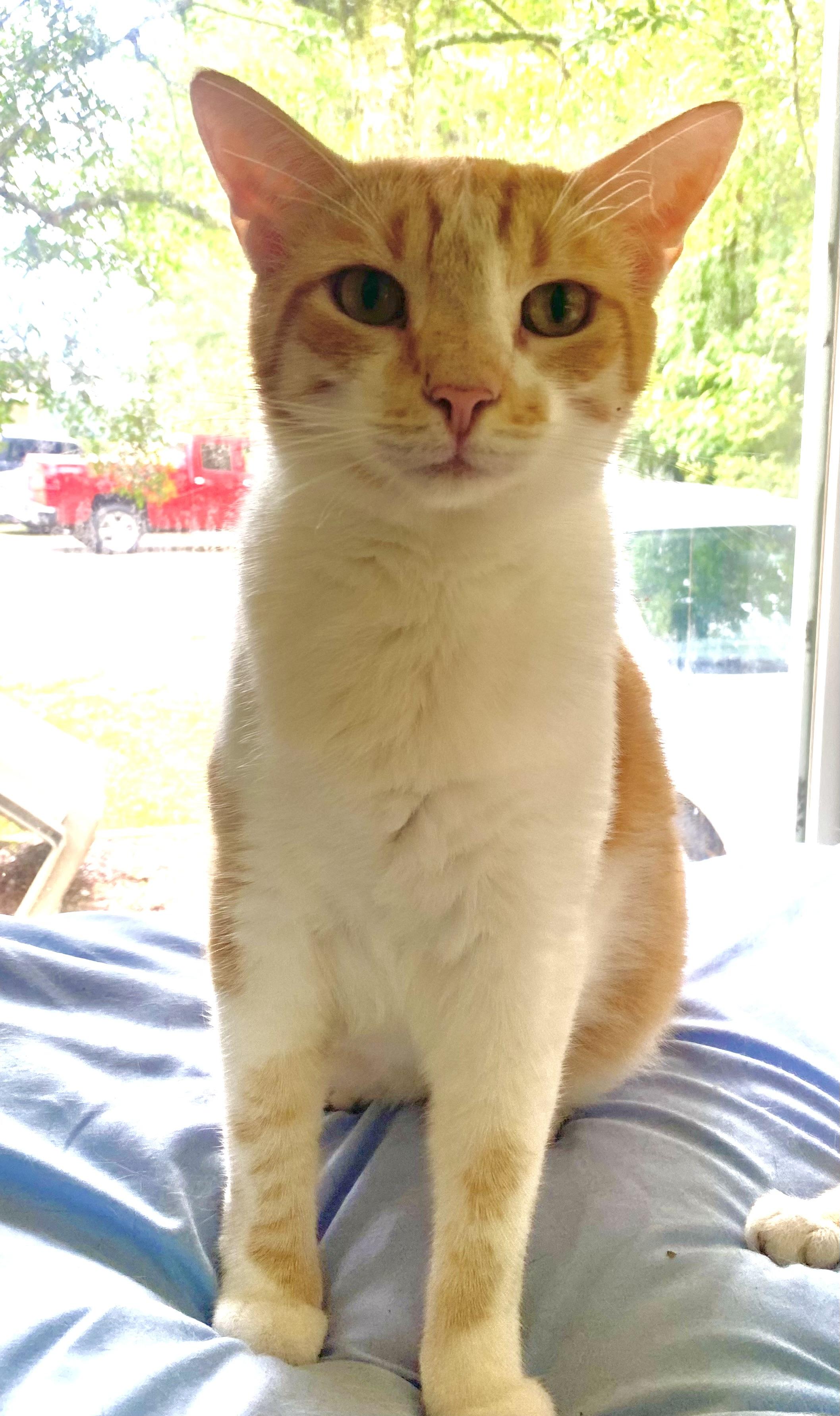 Simba , a Adoptable Domestic Short Hair in Burgaw, NC image 1/6
