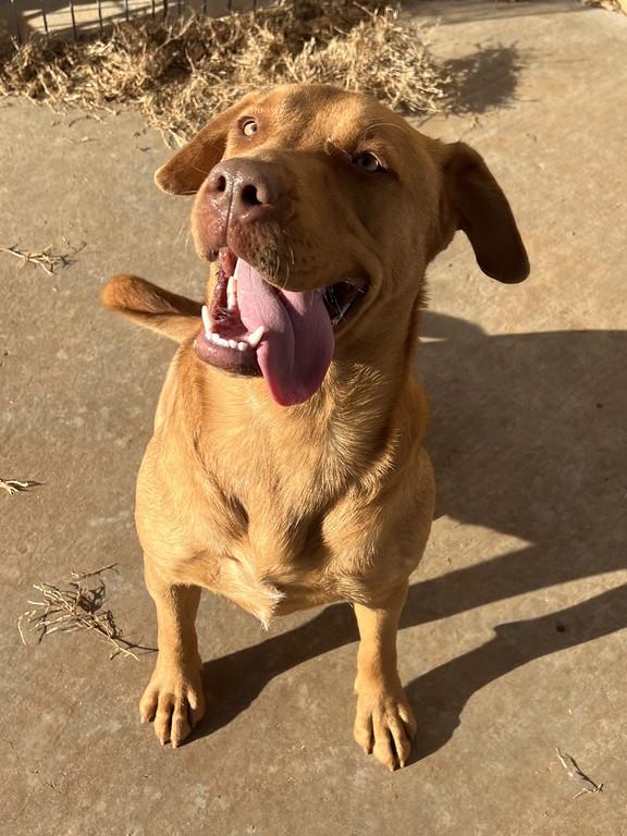 Enlarge Daphne, a ADOPTABLE mixed breed in Granbury, TX image 3/4