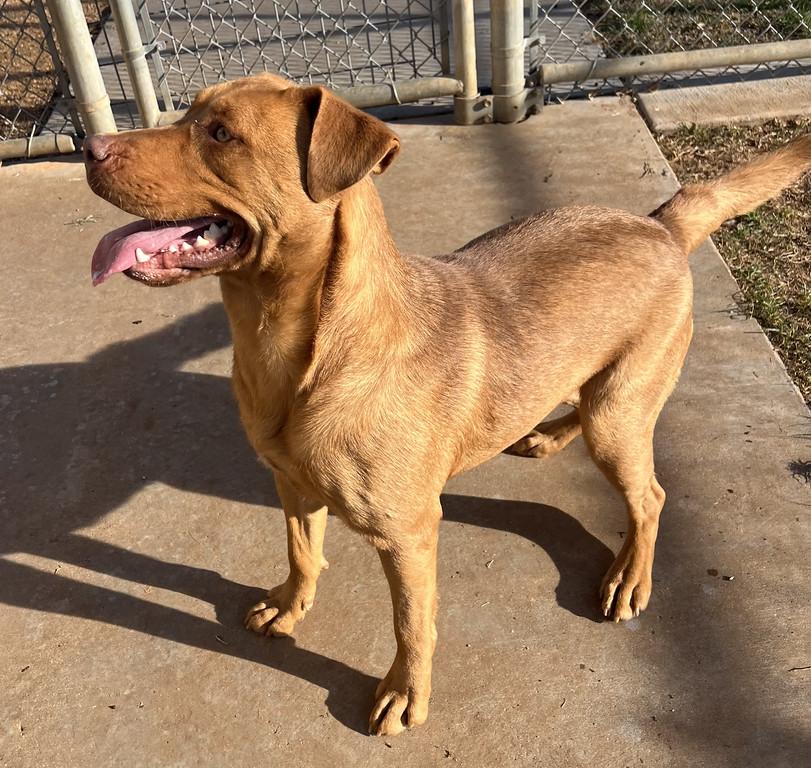 Enlarge Daphne, a ADOPTABLE mixed breed in Granbury, TX image 4/4