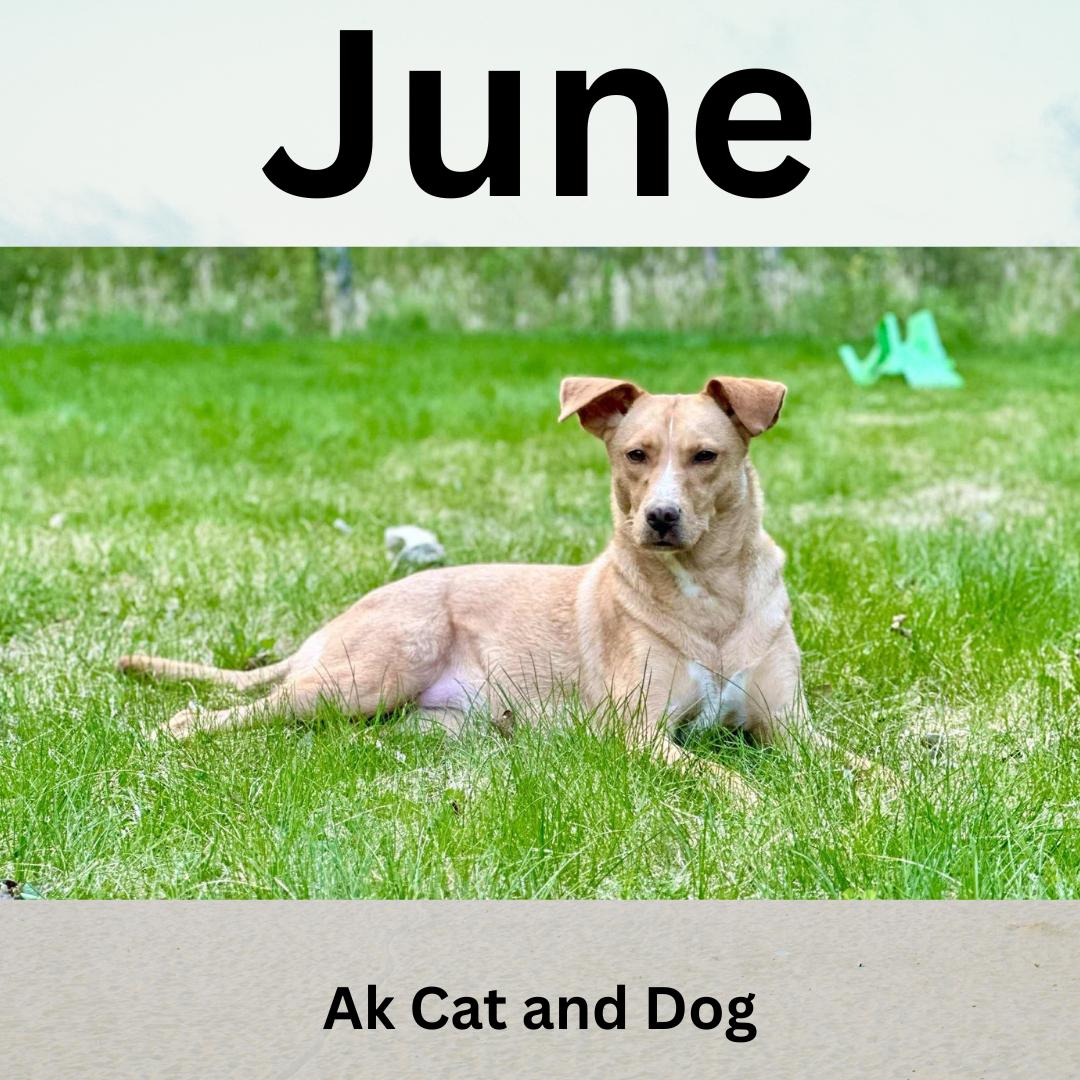 June, a Adoptable mixed breed in Wasilla, AK image 2/6