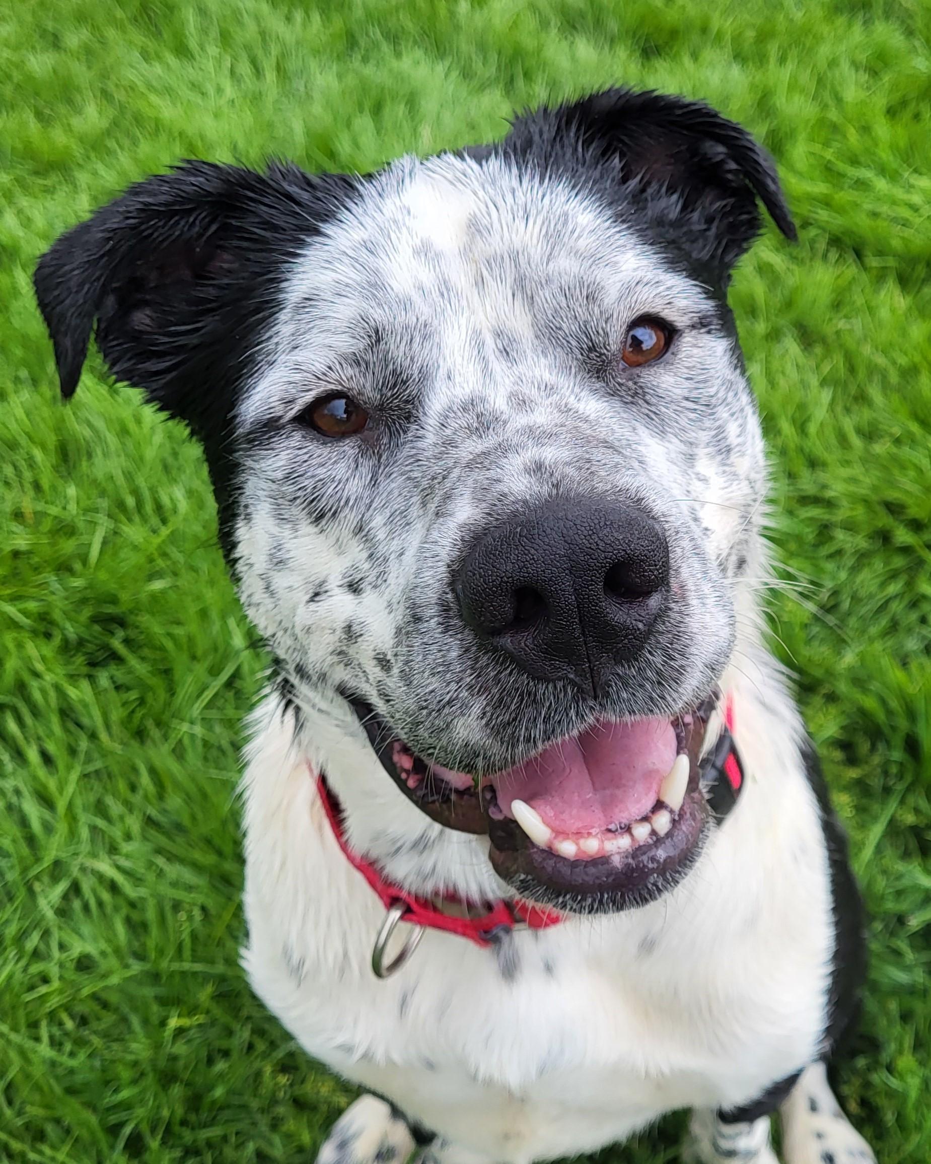 Enlarge Pete, a Adoptable mixed breed in Grayslake, IL image 2/5