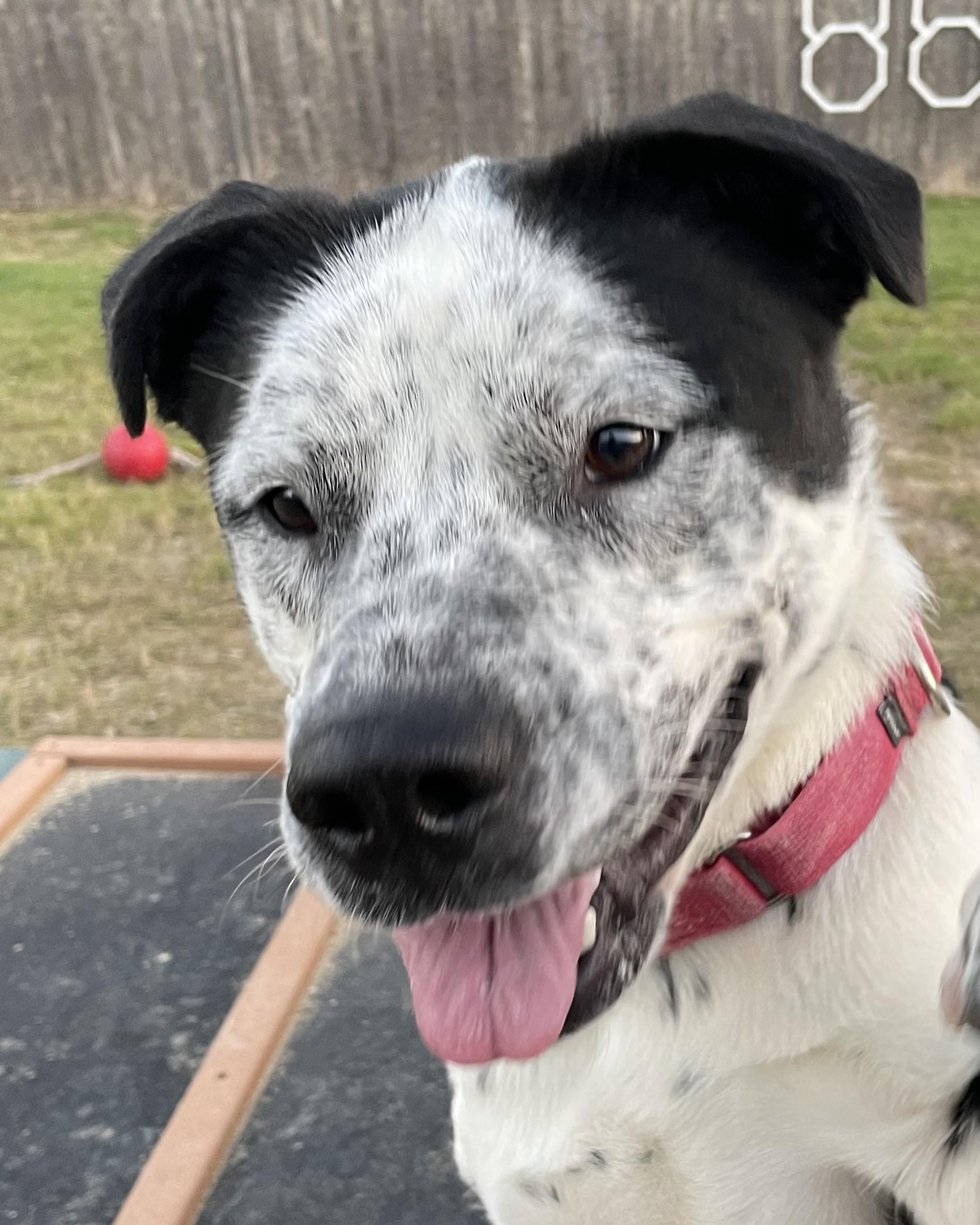 Pete, an adoptable Cattle Dog in Grayslake, IL, 60030 | Photo Image 3