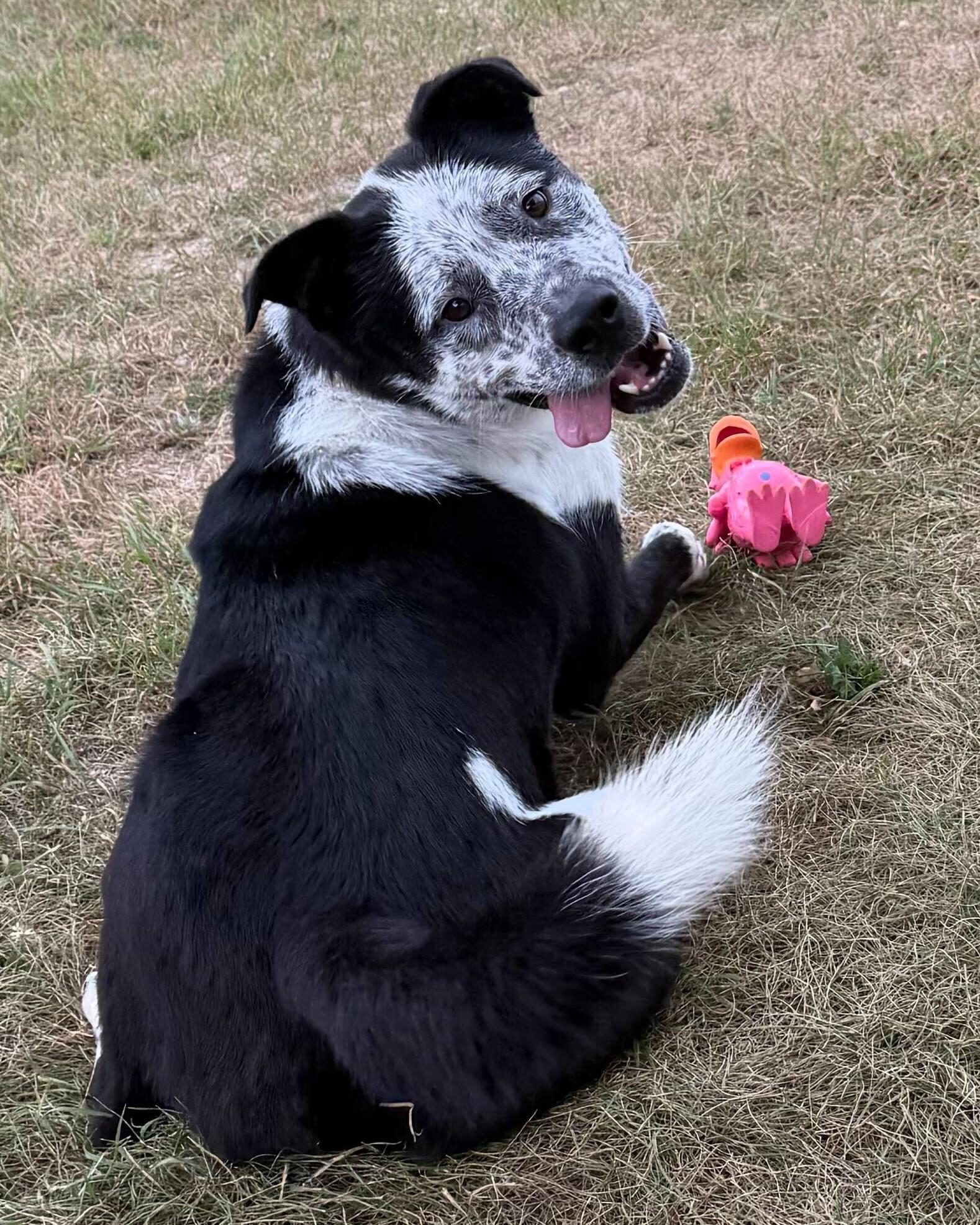 Enlarge Pete, a Adoptable mixed breed in Grayslake, IL image 5/5