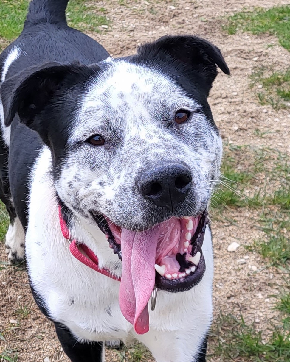 Pete, an adoptable Cattle Dog in Grayslake, IL, 60030 | Photo Image 4