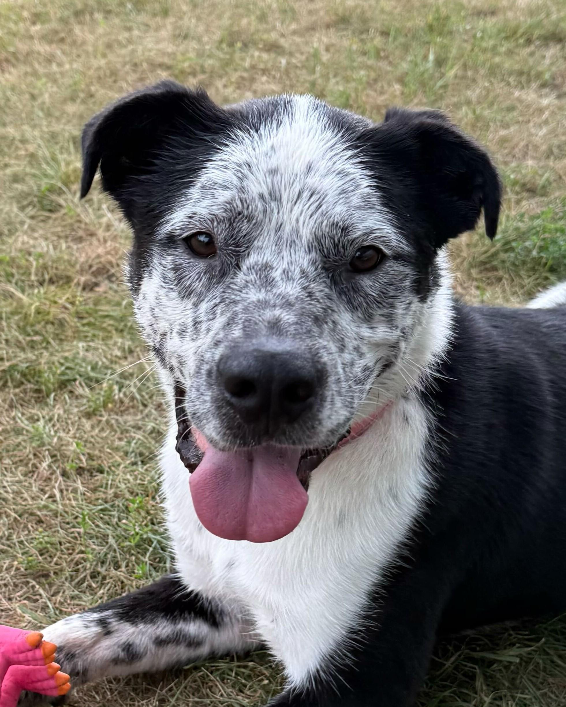Pete, Adoptable, Adult Male Cattle Dog.