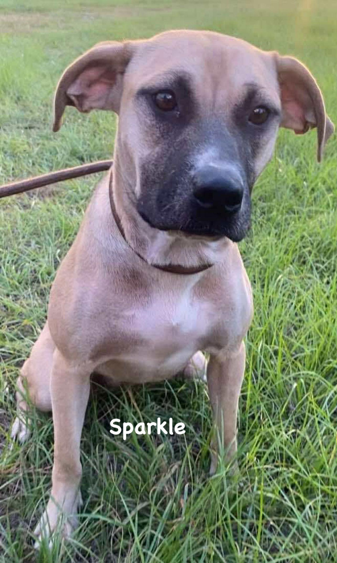 Sparkle, Adoptable, Young Female Mixed Breed.