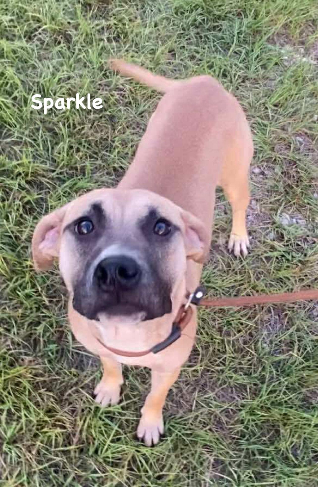 Sparkle, Adoptable, Young Female Mixed Breed.