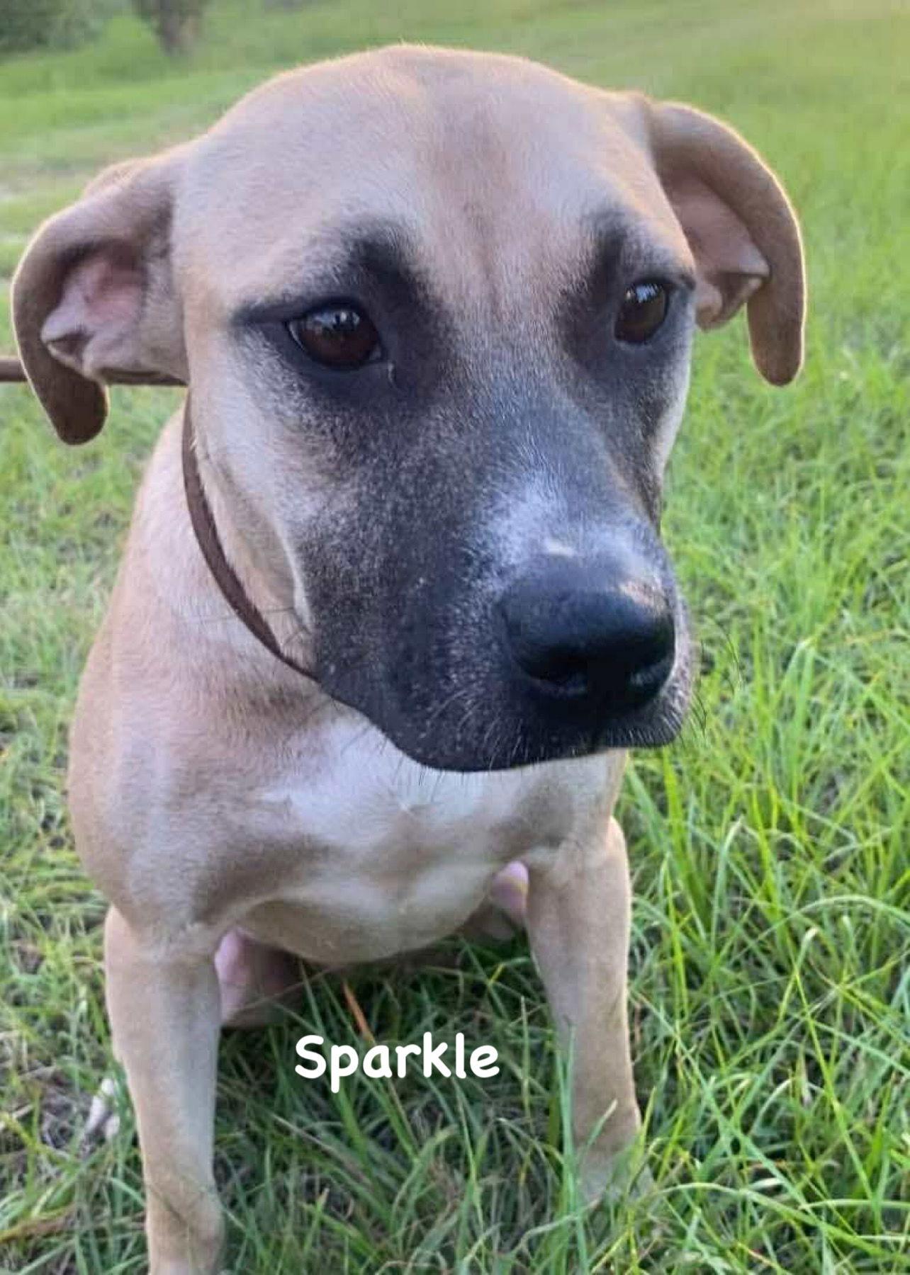 Sparkle, a Adoptable Mixed Breed in Ridgefield, CT image 3/3