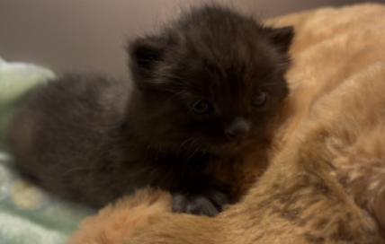 SootSprite **In a Foster Home** (Available 03-14-2026), a ADOPTABLE Domestic Short Hair in Stafford, VA image 2/2