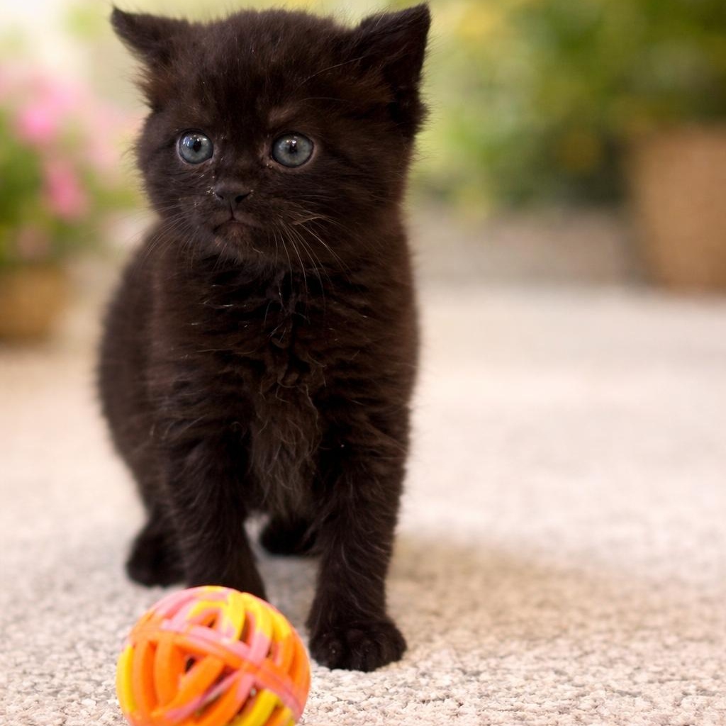 SootSprite **In a Foster Home** (Available 03-14-2026), a ADOPTABLE Domestic Short Hair in Stafford, VA image 1/2