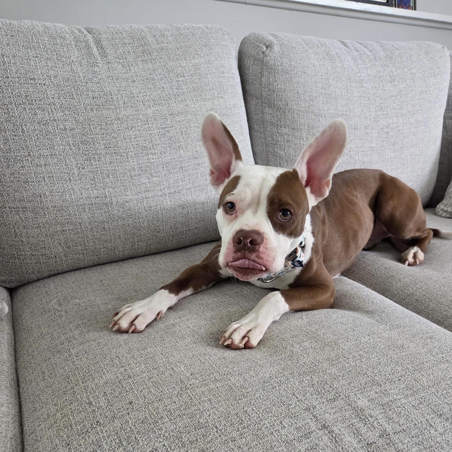 Enlarge Billie Jean, a Adopted mixed breed in Wheaton, IL image 1/2