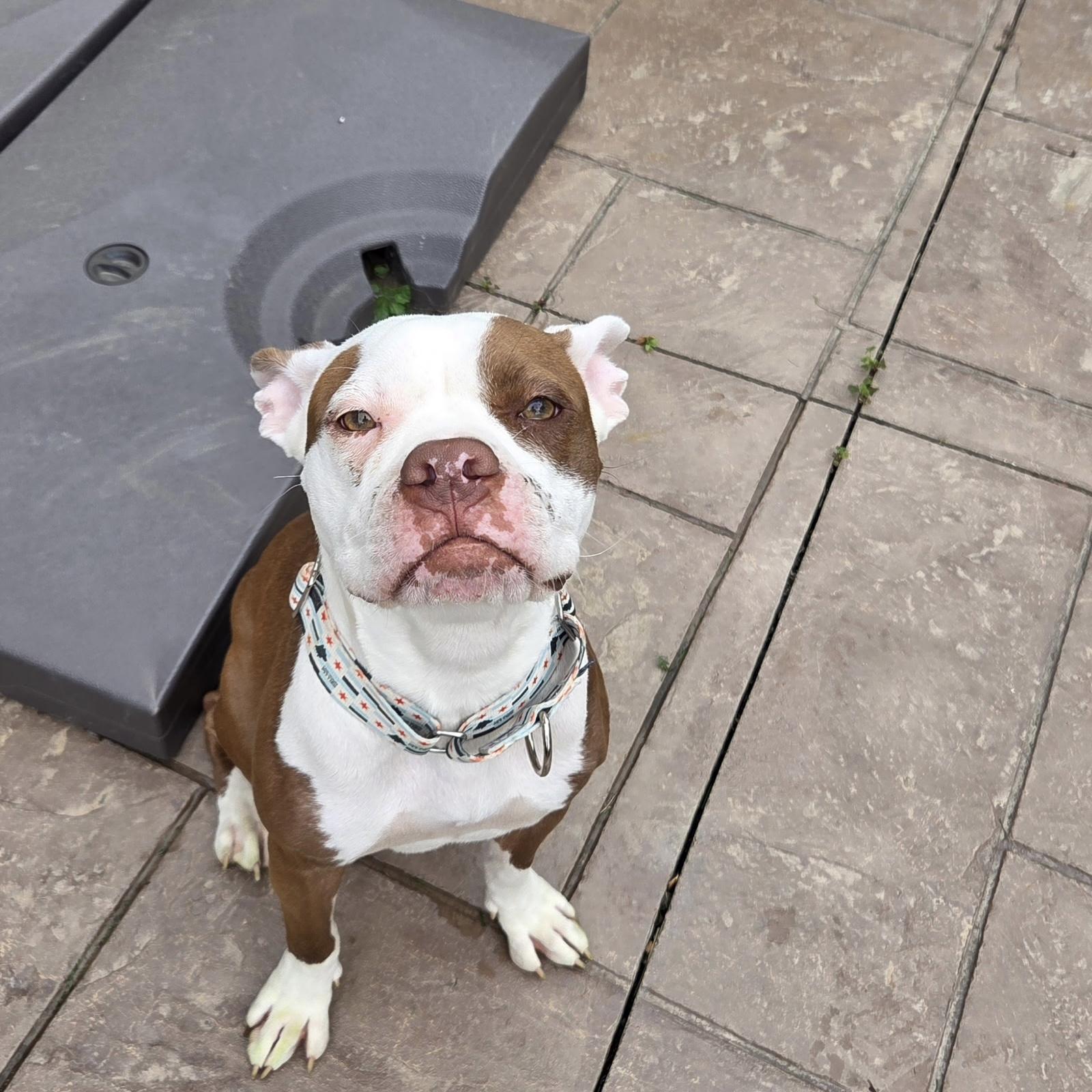 Enlarge Billie Jean, a Adopted mixed breed in Wheaton, IL image 2/2