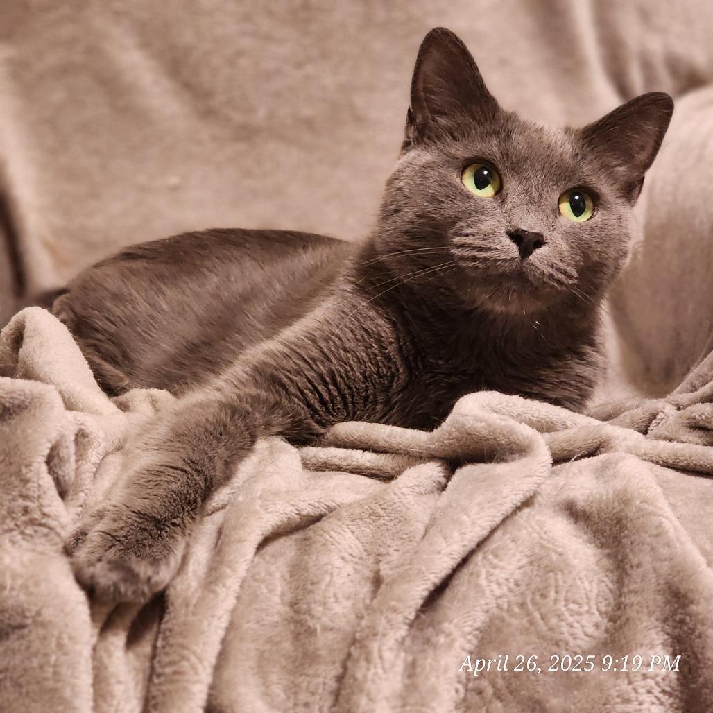 Simba, Adoptable, Adult Male American Shorthair & Russian Blue.
