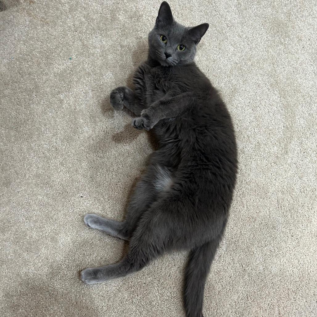 Simba, a Adoptable mixed breed in Toms Brook, VA image 3/3