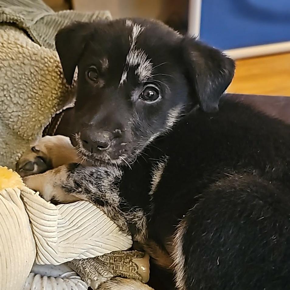 Enlarge Neo, a Adoptable Mixed Breed in Phoenix, MD image 1/3