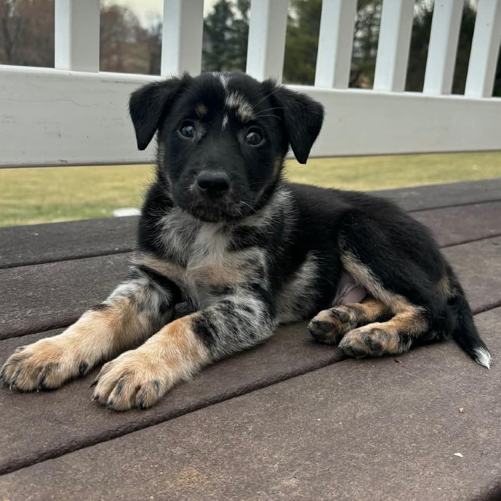 Enlarge Neo, a Adoptable Mixed Breed in Phoenix, MD image 2/3