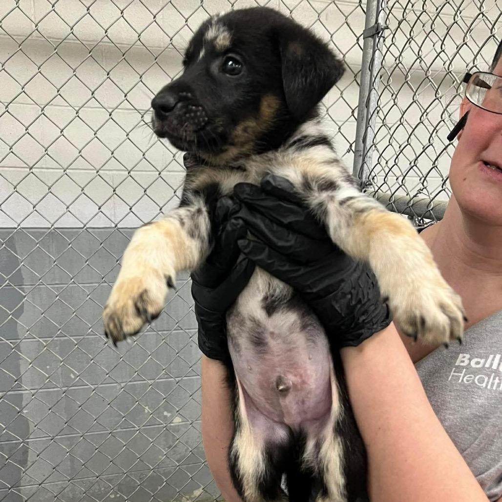 Enlarge Neo, a Adoptable Mixed Breed in Phoenix, MD image 3/3