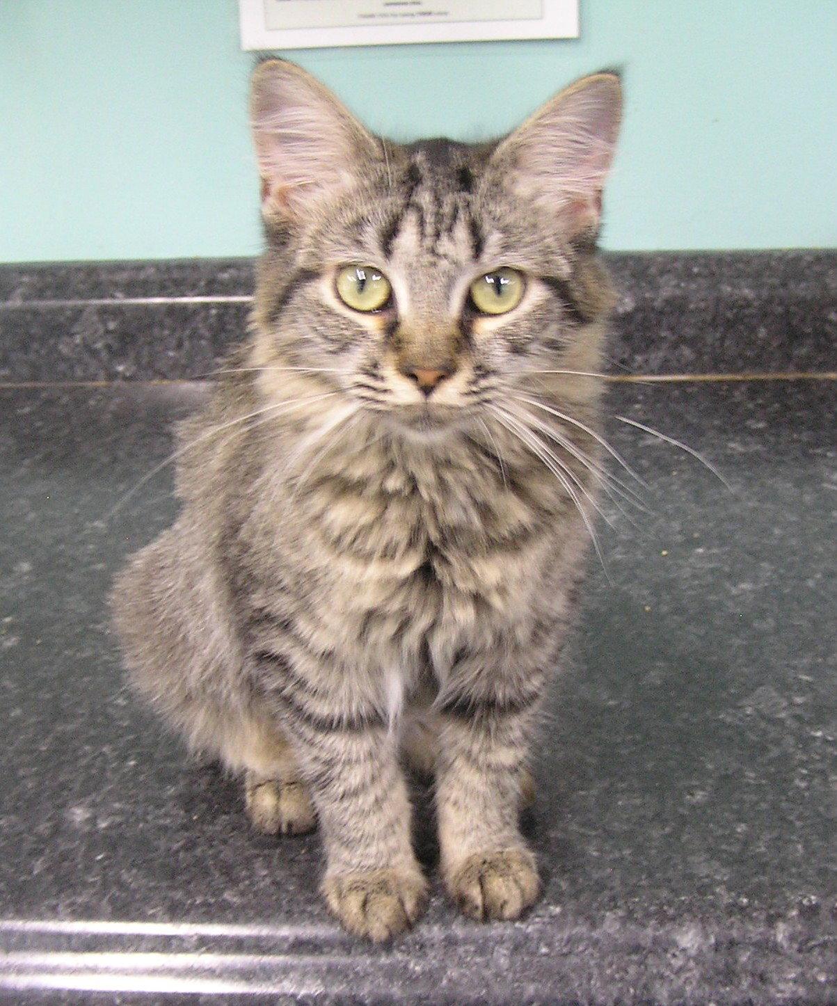 Enlarge Trinity, a Adoptable Domestic Medium Hair in Crossville, TN image 1/3