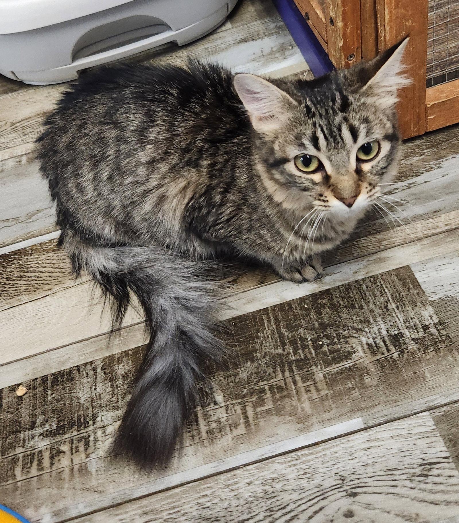 Enlarge Trinity, a Adoptable Domestic Medium Hair in Crossville, TN image 2/3