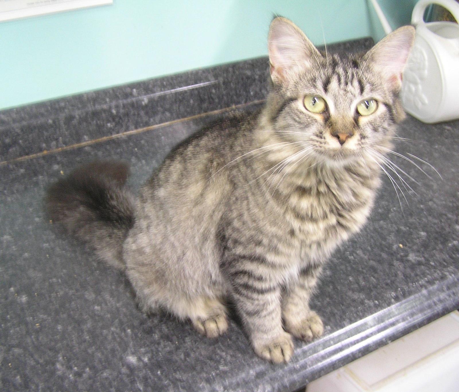 Enlarge Trinity, a Adoptable Domestic Medium Hair in Crossville, TN image 3/3