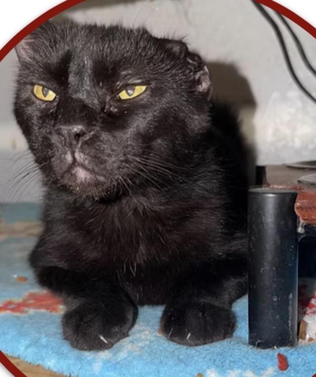 Enlarge Bear, a Adoptable American Shorthair in Las Cruces, NM image 1/1