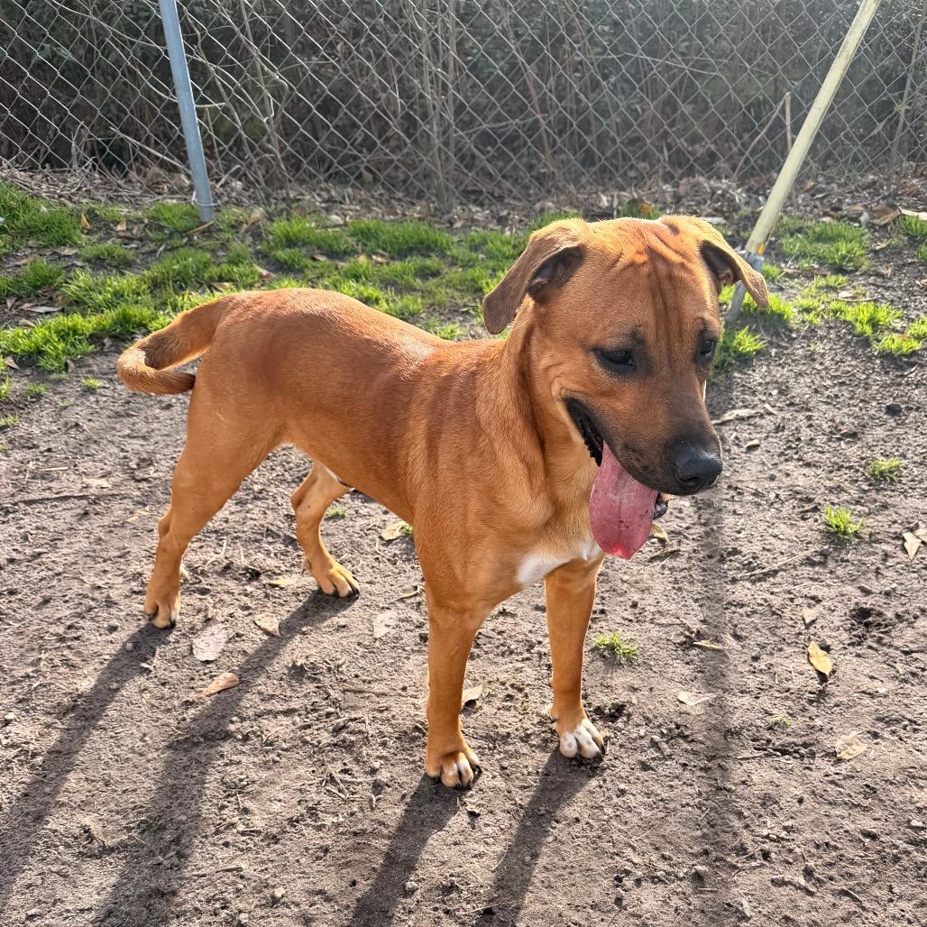 Enlarge Dobby, a Adoptable Labrador Retriever in Newport, NC image 3/6