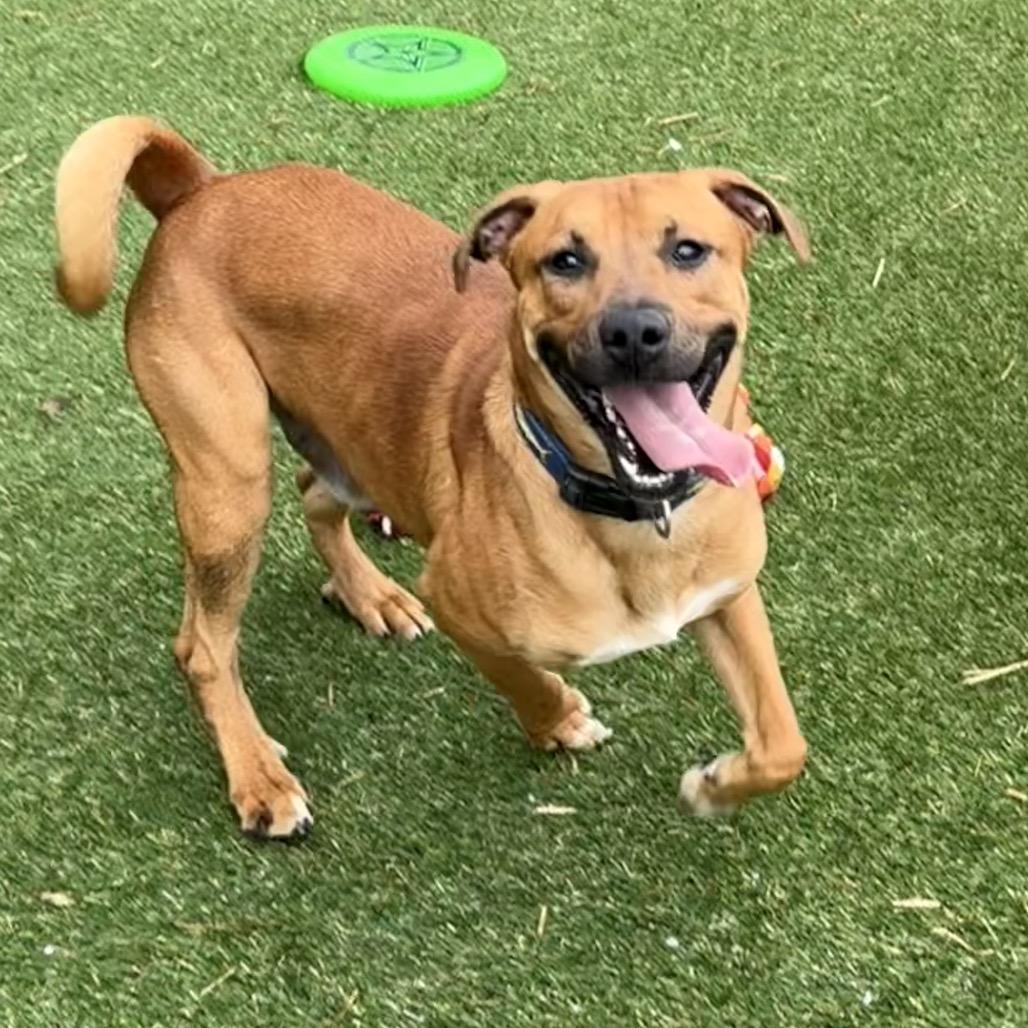 Enlarge Dobby, a Adoptable Labrador Retriever in Newport, NC image 6/6