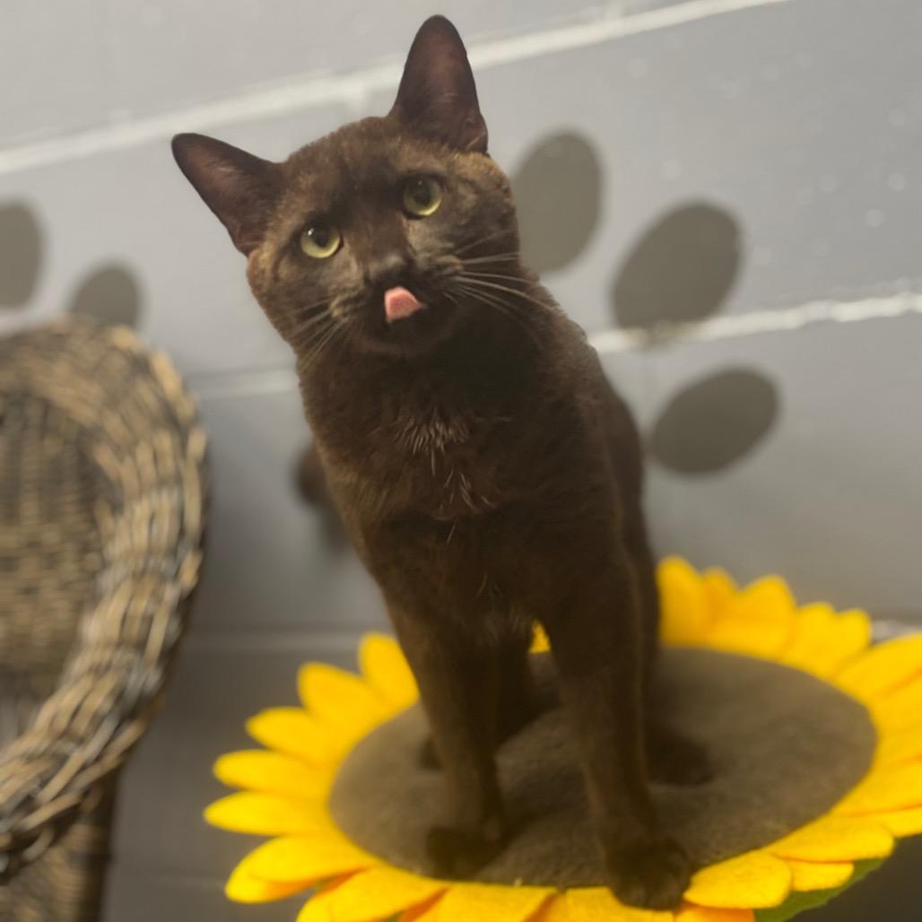 Rafael, Adoptable, Adult Male Domestic Short Hair.