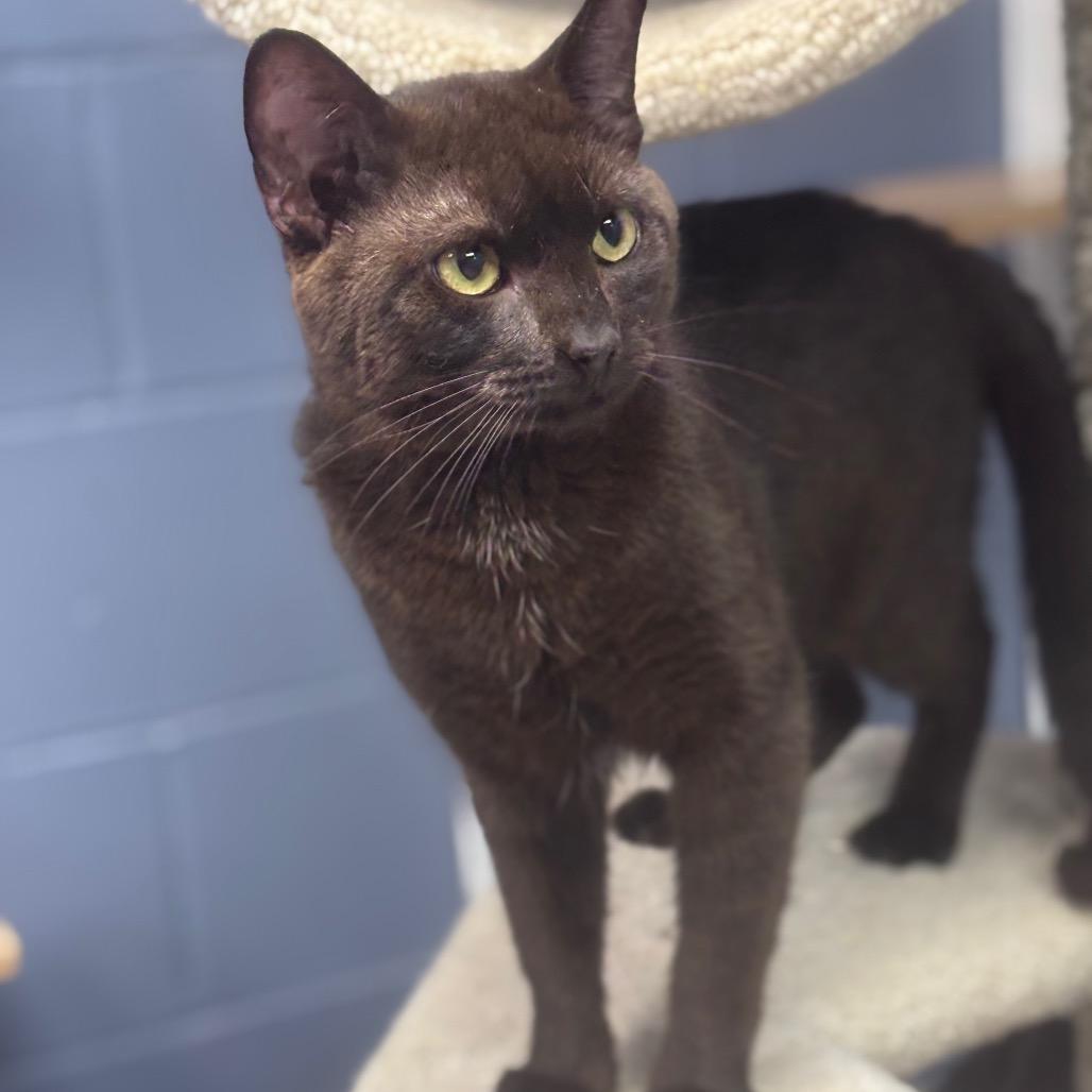 Enlarge Rafael, a Adoptable Domestic Short Hair in Marshalltown, IA image 2/3