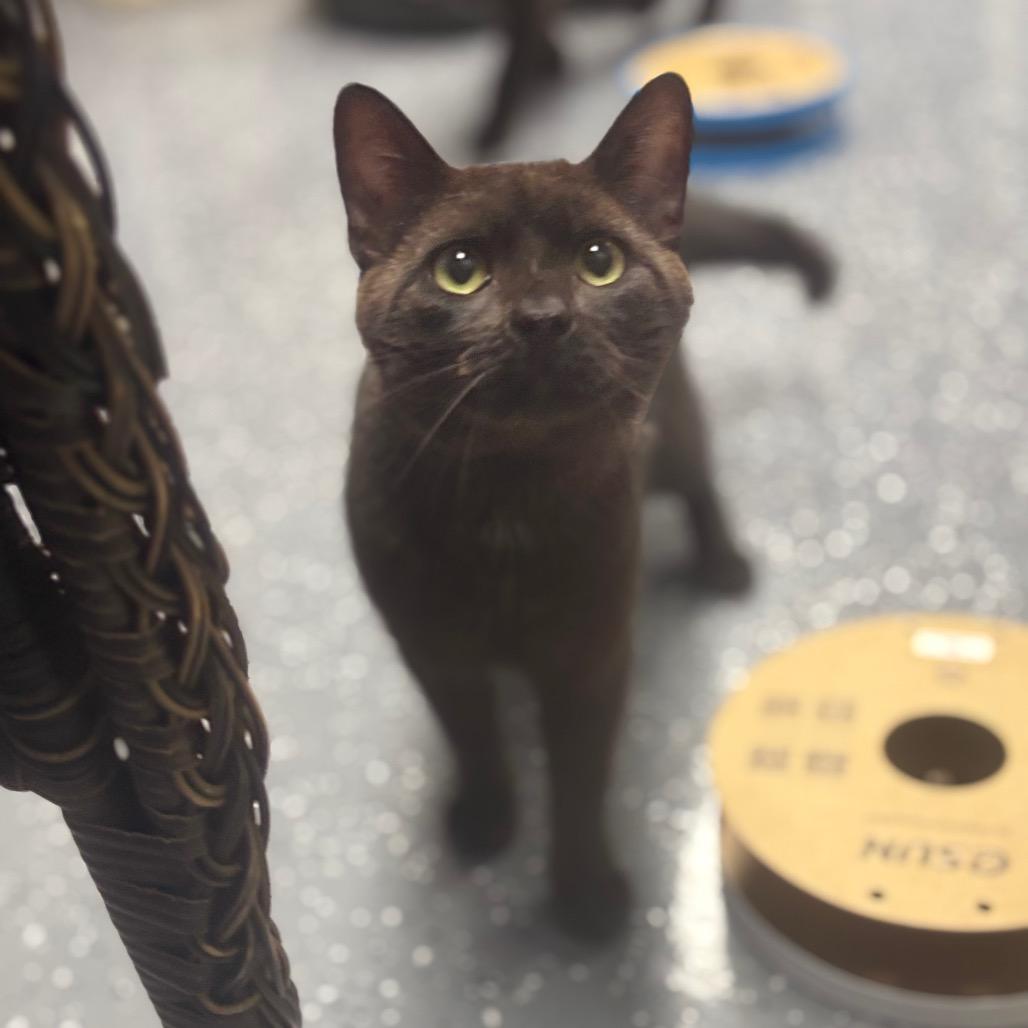 Enlarge Rafael, a Adoptable Domestic Short Hair in Marshalltown, IA image 3/3