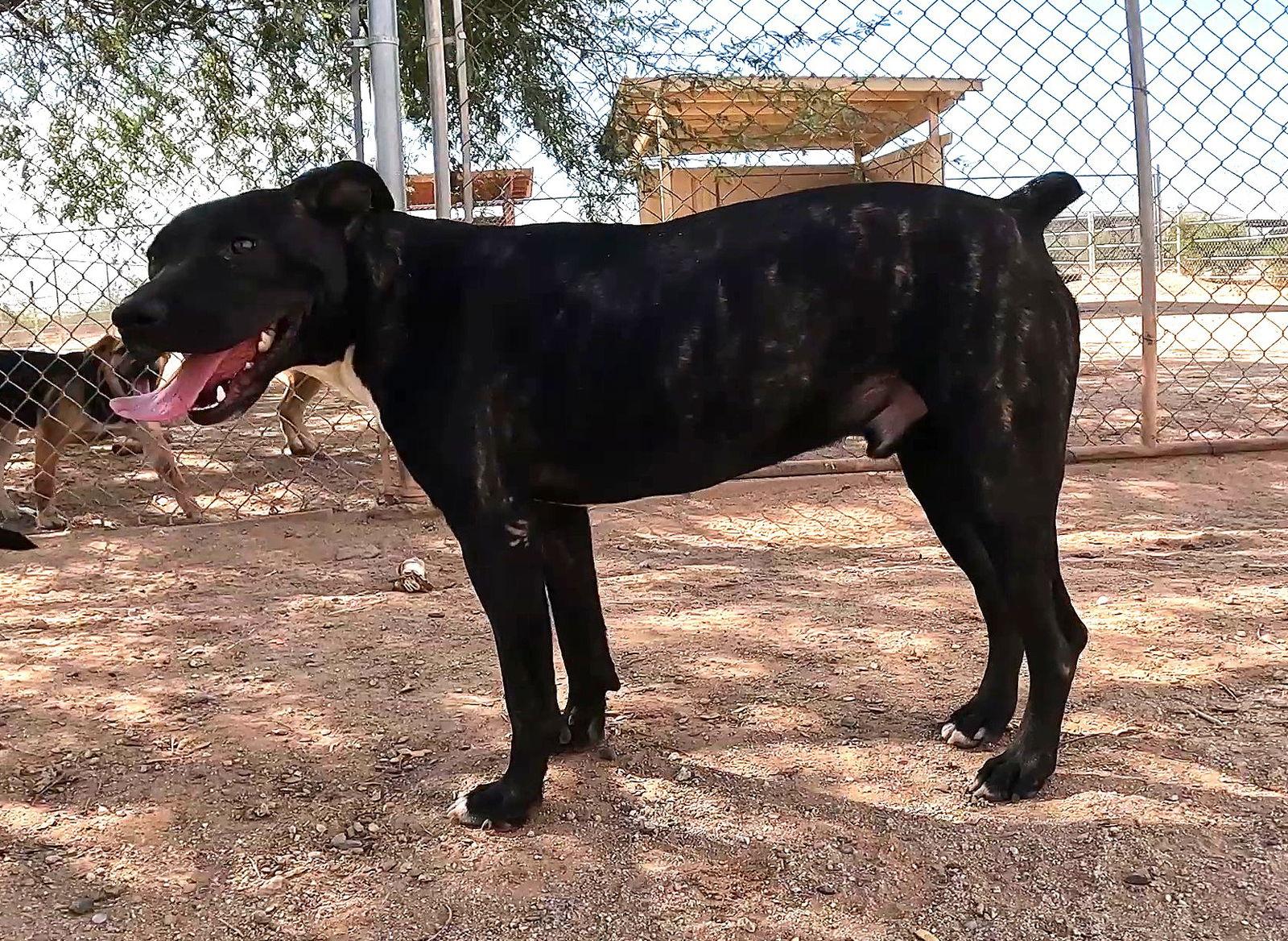 Enlarge Bo, a Adoptable Boxer in Queen Creek, AZ image 1/3