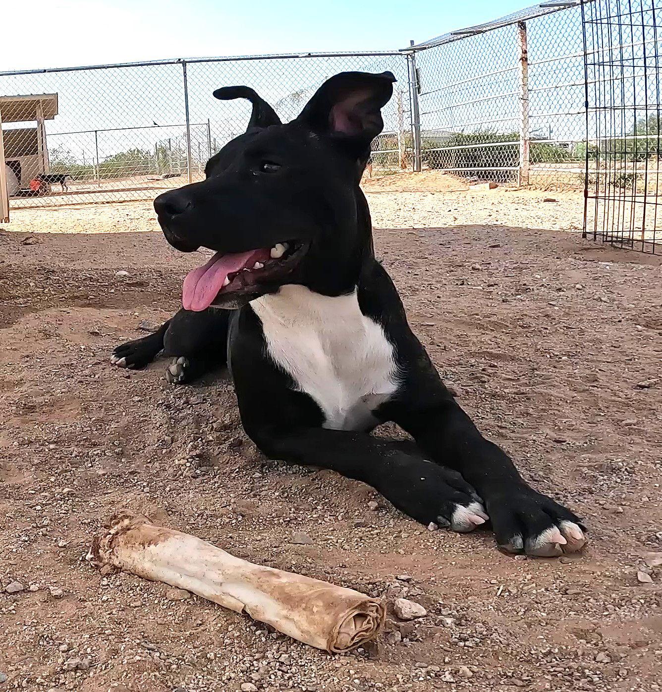 Enlarge Bo, a Adoptable Boxer in Queen Creek, AZ image 2/3