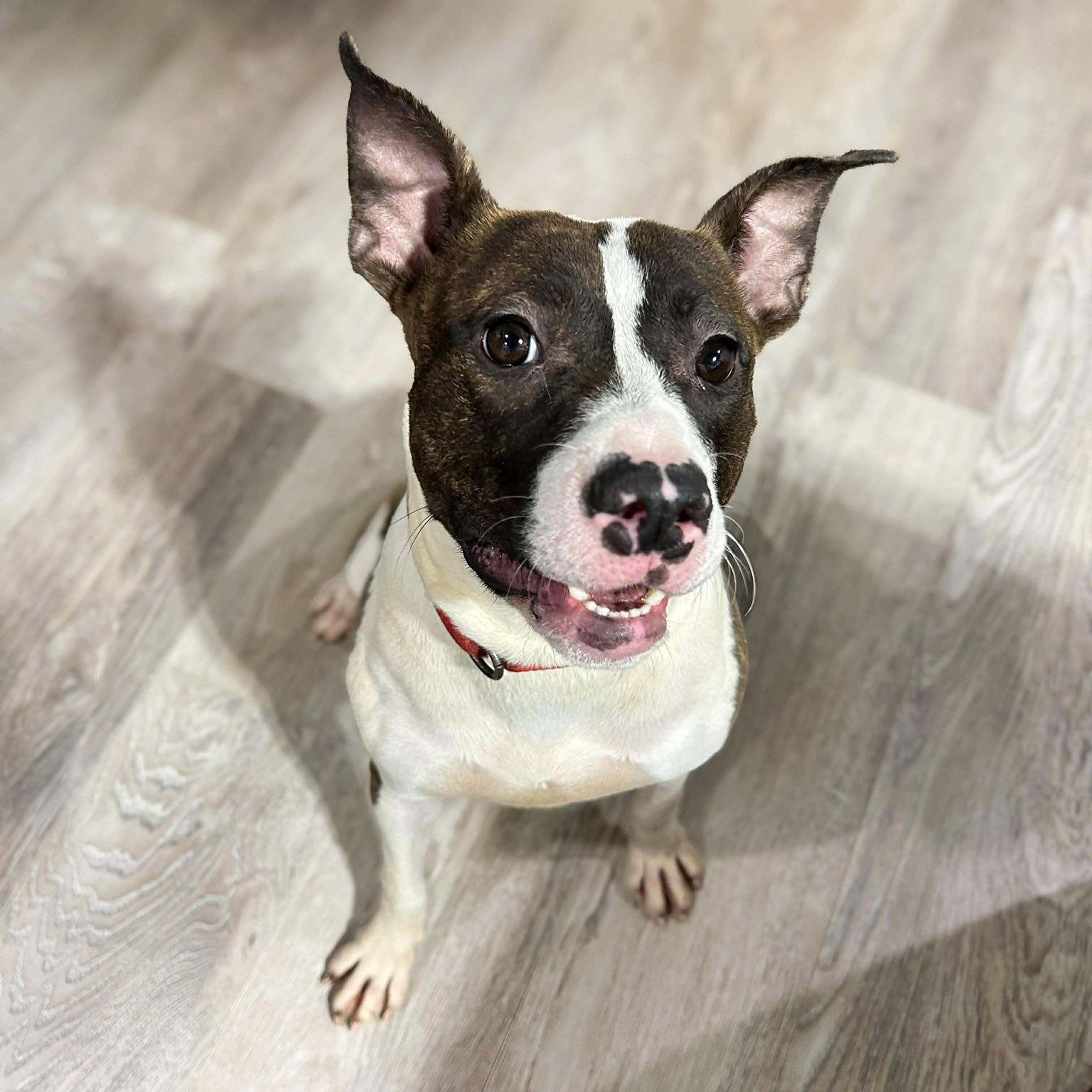 Enlarge Angel, a Adoptable Mixed Breed in Alma, MI image 1/2