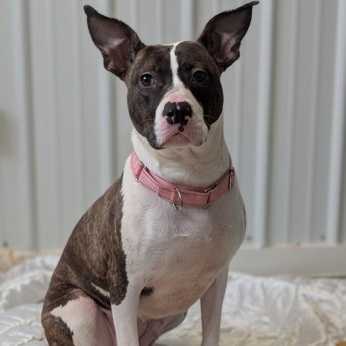 Angel, Adoptable, Adult Female Mixed Breed.