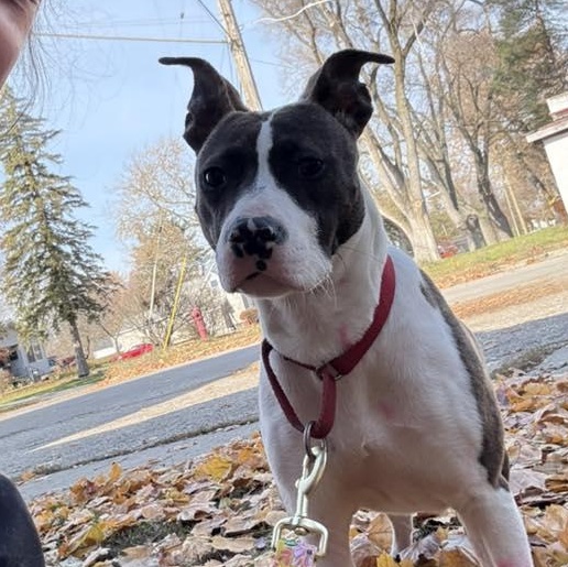 Angel, Adoptable, Adult Female Mixed Breed.